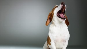 Yawning_Dog